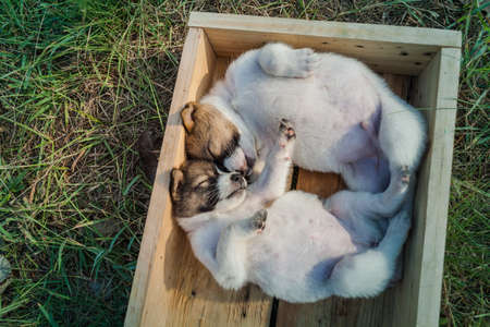 Thai Bangkaew Dog Puppies are in the wooden box on the grass
