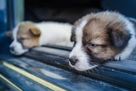 Thai Bangkaew Dog Puppies sleep on the carの写真素材