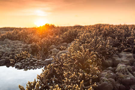 Antler coral field in sunrise at Rawai sea. During low tide, the staghorn coral will rise above the...