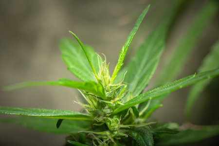 Marijuana Leaves Macro view. the flowers of the hemp strains close to harvest time.
stock footage in herb medical concept.の写真素材