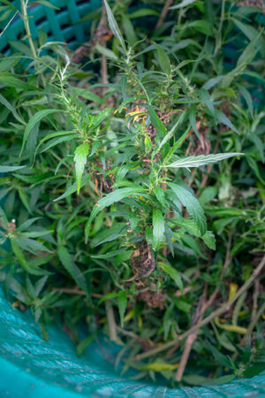 Cut flowers and cannabis seeds in baskets for drying.
stock footage in herb medical concept.の写真素材