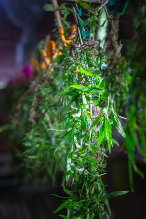 Cut flowers and cannabis seeds in baskets for drying.
stock footage in herb medical concept.の写真素材