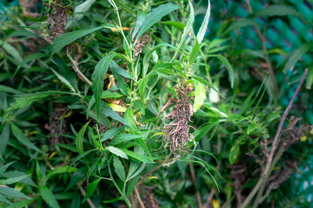 Cut flowers and cannabis seeds in baskets for drying.
stock footage in herb medical concept.の写真素材