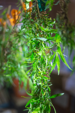 Cut flowers and cannabis seeds in baskets for drying.stock footage in herb medical concept.