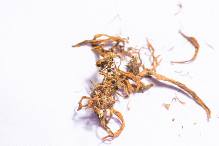 Dry marijuana flowers to extract CBD.Cannabis flowers and seeds contain CBD when fully grown.stock...