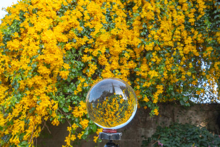 Bright yellow flowers inside crystal ball.
Yellow chrysanthemums daisy flower background pattern bloom.
Spring background with beautiful yellow flowersの写真素材