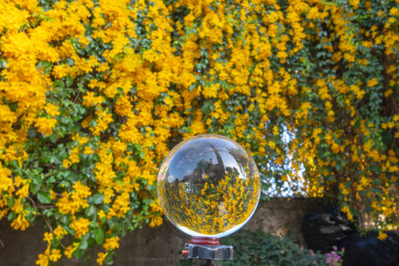 Bright yellow flowers inside crystal ball.
Yellow chrysanthemums daisy flower background pattern bloom.
Spring background with beautiful yellow flowersの写真素材
