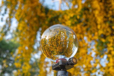 Bright yellow flowers inside crystal ball.
Yellow chrysanthemums daisy flower background pattern bloom.
Spring background with beautiful yellow flowersの写真素材