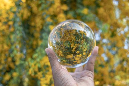 Bright yellow flowers inside crystal ball.Yellow chrysanthemums daisy flower background pattern bloom.Spring background with beautiful yellow flowersの写真素材