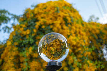 Bright yellow flowers inside crystal ball.Yellow chrysanthemums daisy flower background pattern...