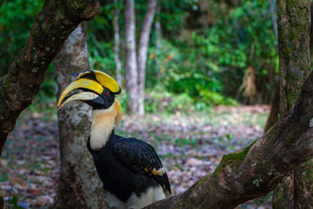 Hornbills are large, endangered, fruit-eating birds found across Asian forests with only certain fleshy fruit trees 
Hornbills have large beaks and crests.
Hornbills live in rich deep forests.の素材 [FY310211156047]