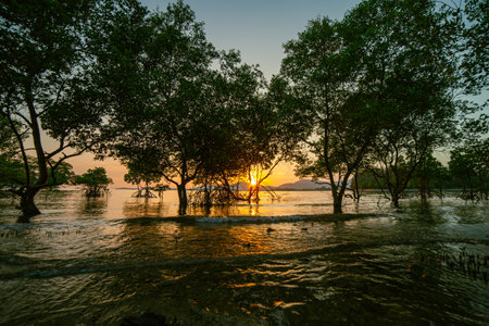 sweet sunset at Klong Mudong. 
Beautiful The glare of the sun shone through the mangroves.
Reflections of the sun in the mangroves on the seaside of the mangroves.
seaside mangroves background.の写真素材