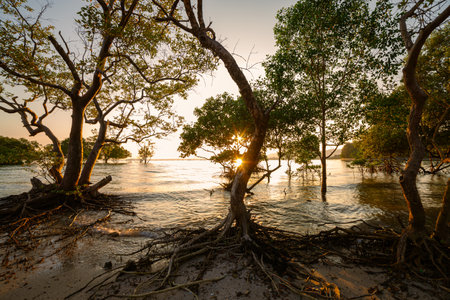 scenery The glare of the sun shone through the mangroves. 
Reflections of the sun in the mangroves on the seaside of the mangroves
roots of mangrove tree in sunsetの写真素材