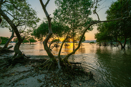 scenery The glare of the sun shone through the mangroves. 
Reflections of the sun in the mangroves on the seaside of the mangroves
roots of mangrove tree in sunsetの写真素材