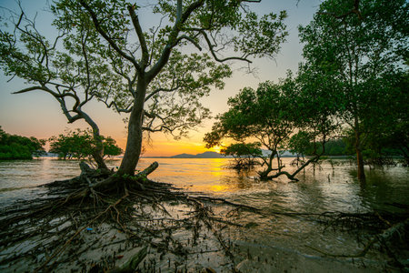 scenery The glare of the sun shone through the mangroves. 
Reflections of the sun in the mangroves on the seaside of the mangroves
roots of mangrove tree in sunsetの写真素材