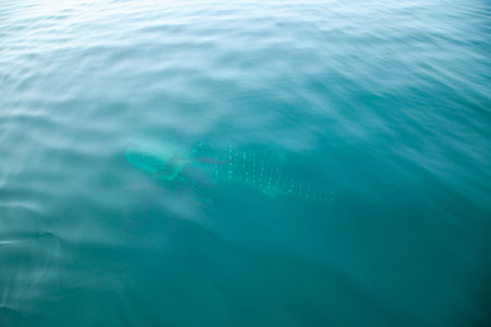 Whale shark swimming in the ocean. Shallow depth of field.の写真素材