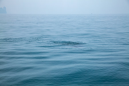 A flock of whale sharks swim among the tourist boats.The azure sea breaks bubbles from whale sharks.The sea is clear and calm to see schools of fish underwater.の写真素材