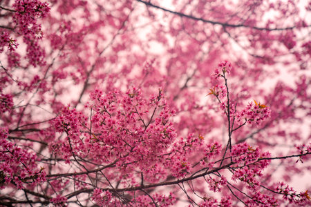 Cherry blossom fields are blooming all over the mountain.Phu Lom Lo is a place you can visit to see...