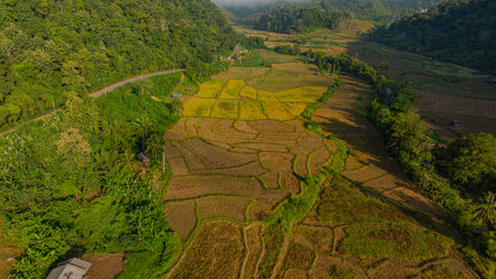 An aerial view of terraced rice fields in a charming valley of golden rice fields and lush forests...