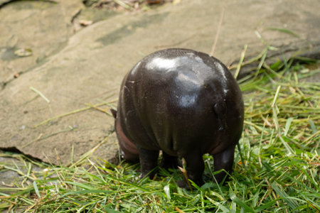 Moo Deng is a pygmy hippopotamus living in Khao Kheow Open Zoo in Si Racha, Chonburi, Thailand. She gained notability at two months as a popular Internet meme after images of her went viral online.の写真素材