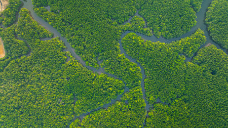 Aerial view of mangrove forest and delta river with meandering canals cutting through. Mangrove...