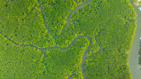 Aerial view of mangrove forest and delta river with meandering canals cutting through. Mangrove...