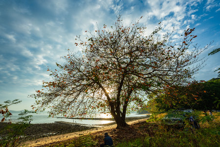 Sunlight through the big trees by the beach. The sunlight danced around, casting dappled shadows onto the sand. Seagulls flew overhead, squawking as they soared in the blue sky.の写真素材