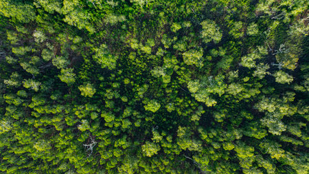 Aerial top view of Samed Khao forest at Prathong island Phang Nga. Sparse Savanna Woodland. A unique...