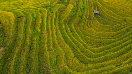 terraced rice fields in a charming valley of golden rice fields and lush forests covered in morning...