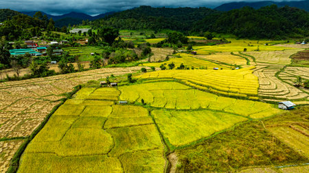 A view from above of golden-yellow rice fields planted in terraced rows. At harvest time, farmers bow their heads to harvest the rice. The sunlight shines on the golden rice stalks. rice fieldの写真素材
