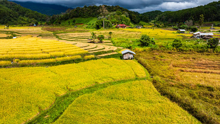 A view from above of golden-yellow rice fields planted in terraced rows. At harvest time, farmers bow their heads to harvest the rice. The sunlight shines on the golden rice stalks. rice fieldの写真素材