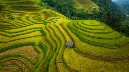 A view from above of golden-yellow rice fields planted in terraced rows. At harvest time, farmers bow their heads to harvest the rice. The sunlight shines on the golden rice stalks. rice fieldの写真素材