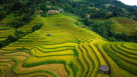 An aerial view of vibrant golden rice terraces curving across the hills, with small traditional huts nestled in between, showcasing the harmony between agriculture and nature in a lush landscape.の写真素材