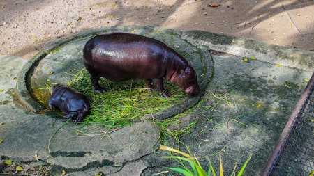 A baby hippo sleeping near its mother at Khao Kheow Zoo in Chonburi, Thailand. The world-famous cute baby hippo is called Moo Deng. She is a female and has a special characteristic of jumping around.の写真素材
