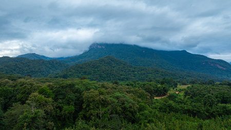 A dramatic view of a lush, forested mountain peak shrouded in thick clouds, capturing the raw beauty and mystique of nature under an overcast sky.の写真素材