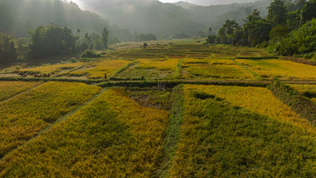 An aerial view of terraced rice fields in a charming valley of golden rice fields and lush forests covered in morning mist, creating a peaceful and atmospheric rural atmosphere. beautiful natureの写真素材