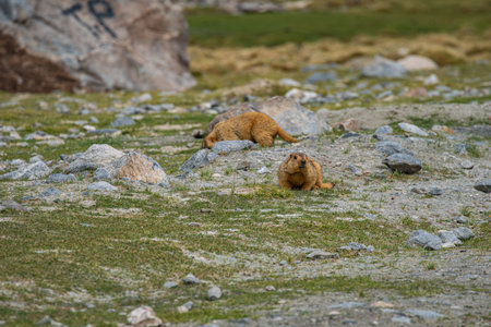 Himalayan marmots have thick, soft fur and rabbit-like teeth. They burrow into grasslands. They live...