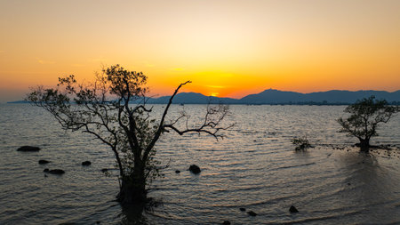 Aerial view of golden sky in sunset above the mangrove trees. Majestic sunset or sunrise landscape Amazing light of nature background. gradient gold color texture fantastic sky texture.の写真素材