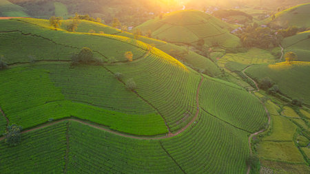 A breathtaking sunrise illuminates the rolling green hills with golden light, casting a warm glow across the lush landscape and distant mountains. This serene scene captures the tranquility of nature at dawn, highlighting the peaceful beauty of the countryside.の写真素材