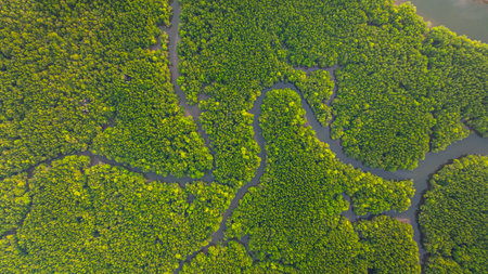 Aerial view of mangrove forest and delta river with meandering canals cutting through. Mangrove canals are waterways from fishing villages to the sea in Phang Nga. Nature designed the mangrove art.の写真素材
