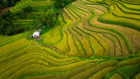 A view from above of golden-yellow rice fields planted in terraced rows. At harvest time, farmers...