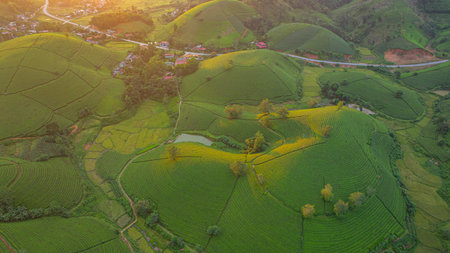 The beautiful sunrise casts a golden glow over the green hills of the tea plantations, casting a...