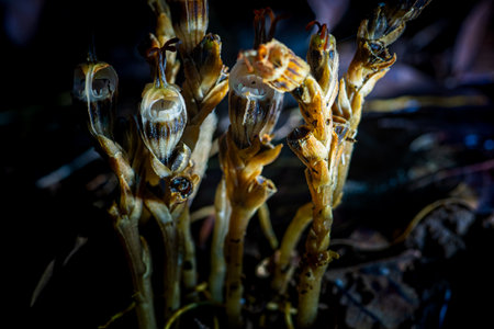 Close-up view of unique ghost orchid flowers emerging from the forest floor, showcasing their...