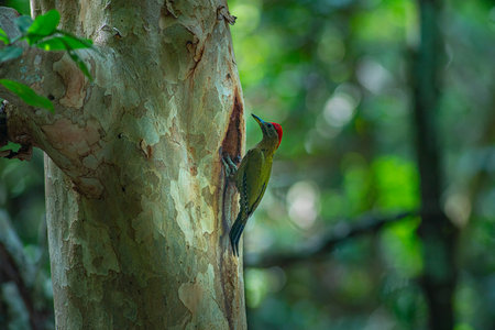 A colorful woodpecker perches on a tree trunk to feed its young in a hollow. In a lush forest, the...