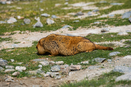 Himalayan marmots have thick, soft fur. They are one of the largest marmots in the world, about the...
