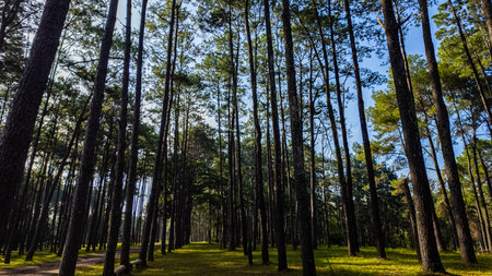 Pine trees line the green forest under the blue sky. The green grass carpets the area, inviting you...