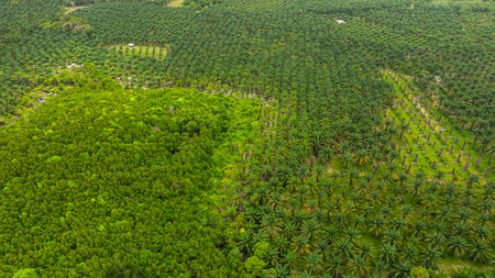 aerial view a vivid contrast between a palm plantation and a lush forest. the transition from agricultural land to untouched wilderness, highlighting patterns of land use and environmental impact.の写真素材