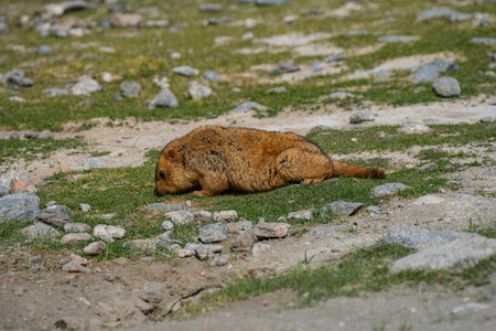 Himalayan marmots have thick, soft fur and rabbit-like teeth. They burrow into grasslands. They live in beautiful landscapes and are gentle animals, which attracts tourists to come and meet them.の写真素材