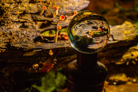 Through the clear crystal ball the orange mushrooms growing on decayed wood appear upside down creating a surreal and fascinating perspective against the misty forest backdrop.の写真素材