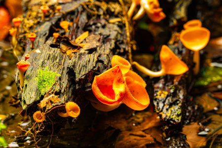 Close up of vibrant orange cup fungi growing on a decaying log in a misty forest setting, showcasing the delicate details and natural textures of the woodland environment.の写真素材